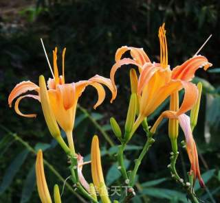 Fresh Day Lily recipe