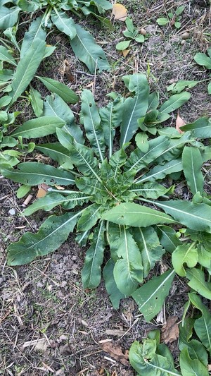 Wild Vegetables ❤️ Scrambled Eggs with Evening Primrose recipe