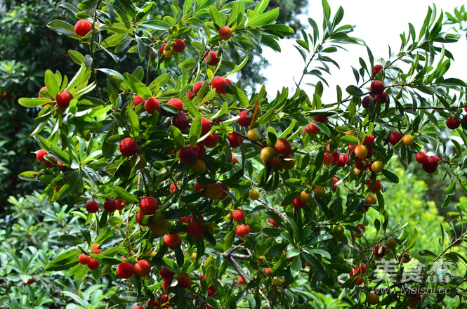 Relief of Summer Sun Bayberry Wine recipe