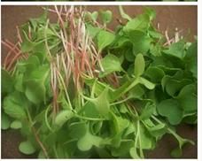 Radish Seedlings in Olive Oil recipe