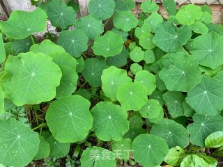 Cold Nasturtium recipe