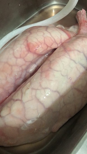 Clean Pig Lungs recipe