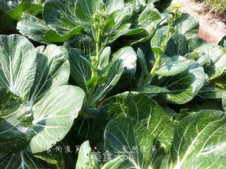 Garlic and Boiled Cabbage Heart recipe
