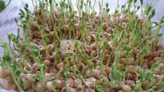 Hydroponic Pea Sprouts recipe