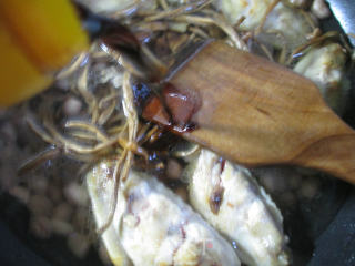 Grilled Medium Fin with Tea Tree Mushroom and Peanut Rice recipe