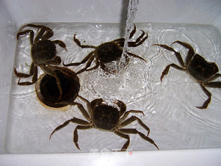 One's Delicious Enjoyment---steamed Hairy Crabs recipe