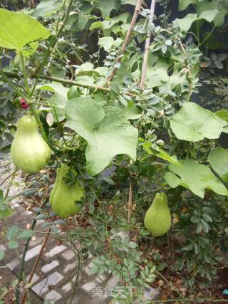 Dumplings Stuffed with Beef and Chayote recipe