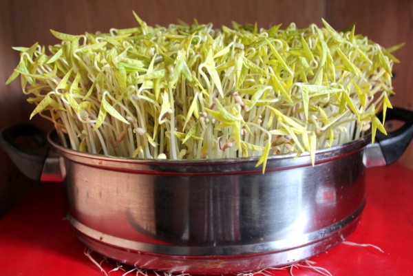 Cold Bean Sprouts recipe