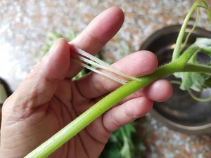 5 Simple Ways to Eat Pumpkin Vines recipe