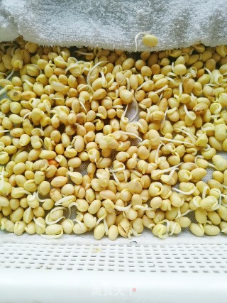 Homemade Soybean Sprouts recipe