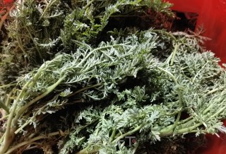 Steamed Artemisia recipe