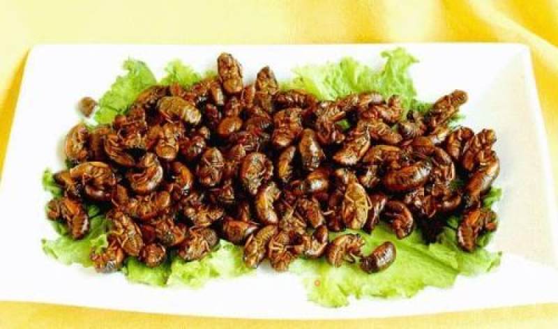 Cumin Cicada recipe