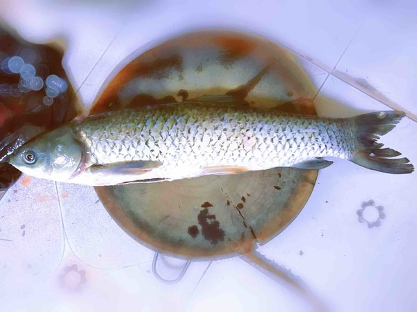 Boiled Fish recipe