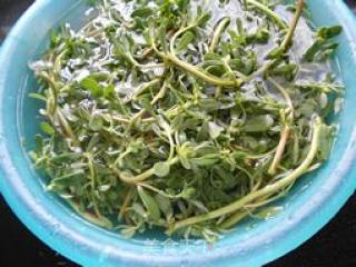 Portulaca Oleracea recipe