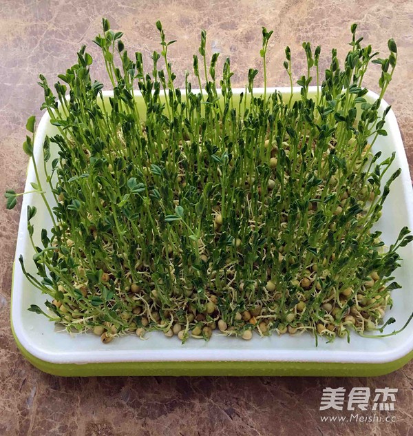 Cold Pea Sprouts recipe