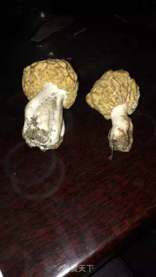 Morel Mushrooms recipe