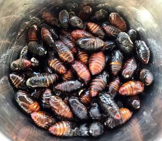 Stir-fried Silkworm Chrysalis with Garlic Chili Sauce recipe