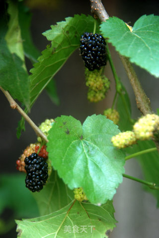 The Taste of Spring-mulberry Paste recipe