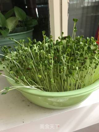 Spiced Radish Seedlings recipe