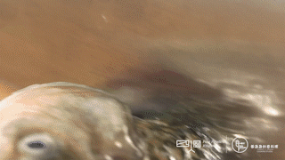 Four Chefs丨little Sugar Man Crucian recipe