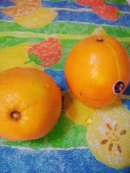 Fresh Orange Juice recipe