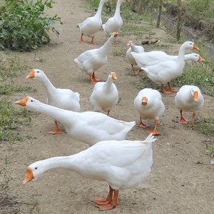 Original Stewed Goose Soup recipe