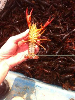 Authentic Xuyi Thirteen Fragrant Lobster Practice recipe