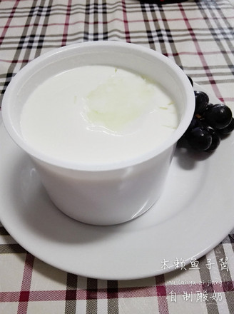 Homemade Sugar-free Yogurt