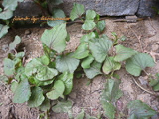 Houttuynia Cordata recipe