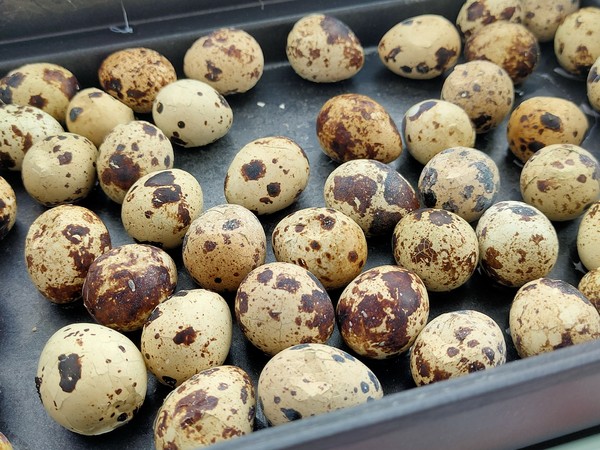 Spiced Quail Eggs recipe