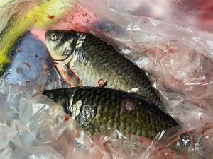 Fresh Fish and Sheep in A Pot (winter Solstice Reunion Banquet·chongqing Mutton Soup Pot) recipe