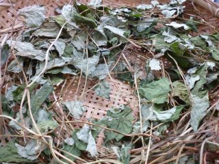 Houttuynia Cordata Tea for Heat-clearing and Detoxifying recipe