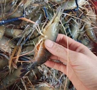 Boiled Macrobrachium Rosenbergii recipe