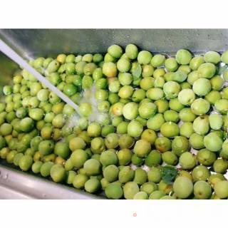 Green Plum Wine recipe