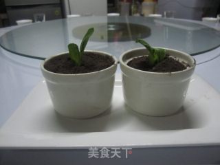 Small Potted Plants recipe