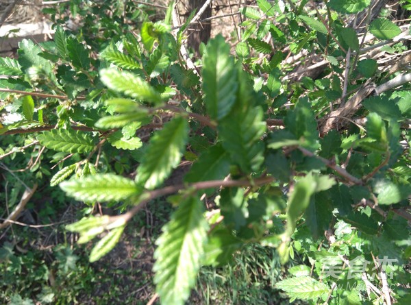 Prickly Elm Potato Soup recipe