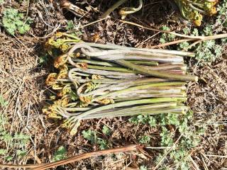 Spring Wild Vegetables# Fermented Fried Meat# recipe