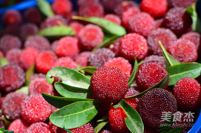 Relief of Summer Sun Bayberry Wine recipe