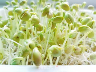 Homemade Soybean Sprouts recipe