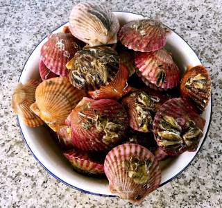 Griddle Steamed Scallops recipe