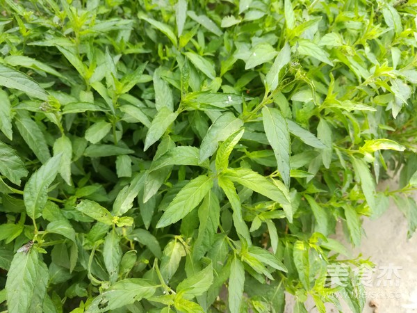 Coriander Mixed with Pork Head recipe