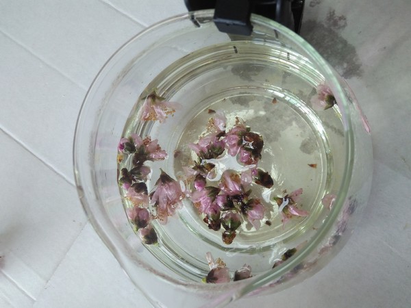 Peach Blossom Tea recipe