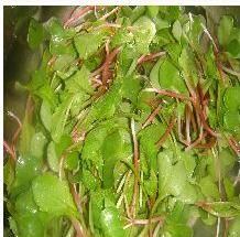 Radish Seedlings in Olive Oil recipe