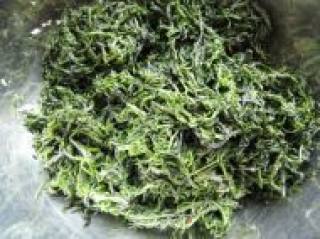 Suaeda Garlic recipe