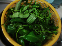 Convolvulus with Fermented Bean Curd Sauce recipe