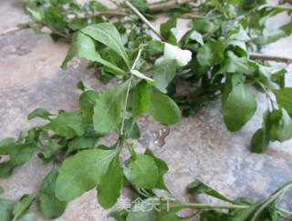 #春食野菜香# Stir-fried Tofu with Wolfberry Seedlings recipe