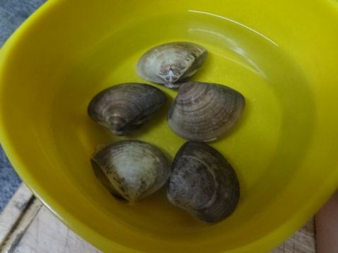 Stewed Tofu with Clams recipe