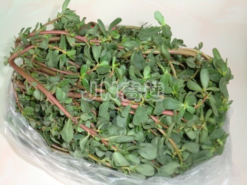 Portulaca Oleracea recipe