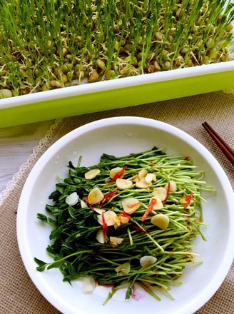 Cold Pea Sprouts recipe