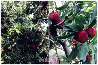 Iced Osmanthus Bayberry Juice recipe